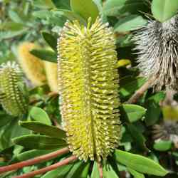 integrifolia x conferta